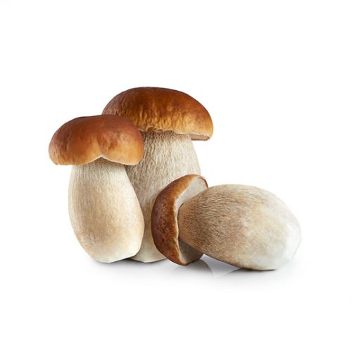 Funghi Porcini