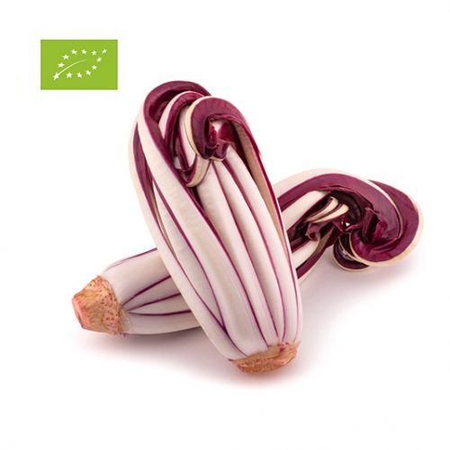 Radicchio trevisano